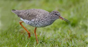 Rotschenkel bei der Nahrungssuche im Grünland.