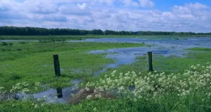 Feuchtgrünland mit Wasserflächen.