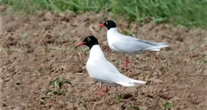 Zwei Schwarzkopfmöwen auf einem Acker.
