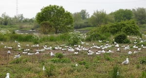 Viele Schwarzkopfmöwen inmitten lückiger Vegetation.