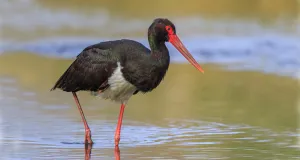 Schwarzstorch bei der Nahrungssuche an einem Gewässer.