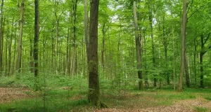 Lichter Laubwald mit wenig Unterwuchs.
