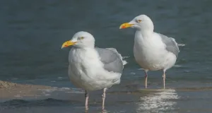 Zwei Silbermöwen am Ufer eines Gewässers.