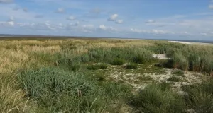 Dünengebiet an der Küste mit dem Meer im Hintergrund.