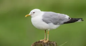 Auf einem Holzpfahl sitzende Sturmmöwe.