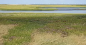 Feuchtgrünland mit großen Wasserflächen.