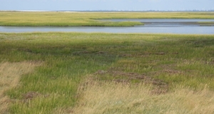 Feuchtgrünland mit großen Wasserflächen.