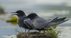 Zwei Trauerseeschwalben an einem Gewässer.