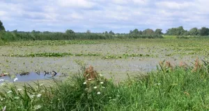 Eutrophes, wasserpflanzenreiches Gewässer.