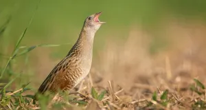 Rufender Wachtelkönig