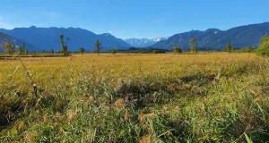 Niedermoorlandschaft mit vereinzelten Bäumen.