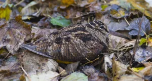 Eine auf dem Waldboden gut getarnte Waldschnepfe.