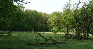 Laubwald mit großer Lichtung und vereinzeltem Totholz.