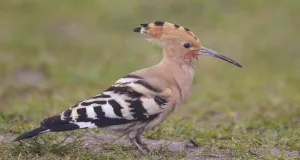 Wiedehopf auf einer Grünfläche.