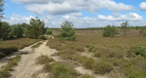 Halboffene Heidelandschaft mit vereinzelten Gehölzen.