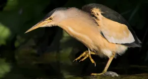 Zwergdommel an einer Wasserstelle.