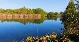 Nährstoffarmes, klares Gewässer mit Röhrichten und reichlich Ufervegetation.