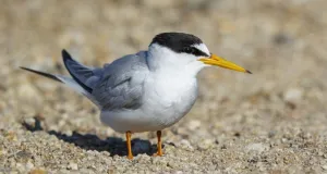 Zwergseeschwalbe auf einer Kiesfläche.