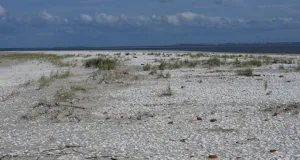 Vegetationsarmes Küstengebiet mit vielen Muscheln.