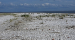 Vegetationsarmes Küstengebiet mit vielen Muscheln.