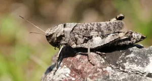 Die Abbildung zeigt eine Großaufnahme einer weiblichen Schnarrschrecke