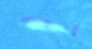 Die Abbildung zeigt einen Schweinswal aus digitalem Erfassungsvideo, mit 2 cm Bodenauflösung