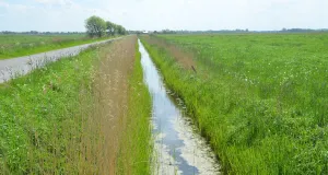 Zu sehen sind saftige Grünländer sowie ein wegbegleitender, wassergefüllter Graben im Landschaftsschutzgebiet Krummhörn.