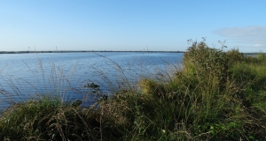 Das Foto zeigt einen Ausschnitt vom „Ewigen Meer“ dem größten Hochmoorsee Deutschlands mit seiner vielfältigen Ufervergetation