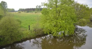 Das Bild gibt einen Eindruck der parkartigen Landschaft im Borkener Paradies wieder. Gehölze und Gebüsche wechseln sich mit Grünland ab. Im Vordergrund ist ein Gewässer zu sehen.
