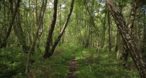 Zu sehen ist ein schmaler Pfad, der durch einen urwüchsigen Birken-Bruchwald führt.