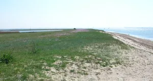 Das Foto zeigt einen Strand der Insel Poel sowie die daran angrenzende Vegetation einer Primärdüne.