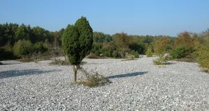 Das Foto zeigt ein einen Ausschnitt der Feuersteinfelder auf der Insel Rügen. Es ist ein sonniger Tag.