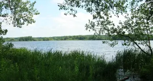 Das Foto zeigt einen See mit üppiger Ufervegetation.