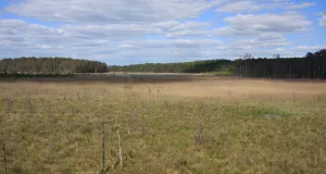 Weiträumige und offene Fläche in einem Moor mit dem Serrahnsee und angrenzenden Wäldern im Hintergrund.