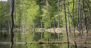 Das Bild zeigt den Schweingartensee bei Serrahn an einem sonnigen Tag im Frühjahr. Aus dem Wasser ragt stehendes Totholz heraus.