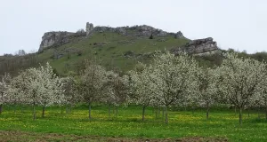 Zu sehen das Walberla, ein Zeugenberg mit offenen Felsen und spärlicher Vegetation. Unterhalb des Berges stehen junge Obstbäume in voller Blüte.  