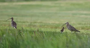 Geschützte Nester von Brachvögeln