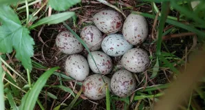 Der Wachtelkönig legt seine Nester gut versteckt in dichter Vegetation an. 
