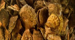 Das gesamte Foto zeigt eine Aufsicht auf Europäische Austern. Die Austernschalen überlagern sich. Weitere marine Arten sind auf und zwischen den Austern zu finden wie ein Schlangenstern und Seepocken. 