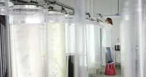 Das Foto zeigt weiße Laborräume in der Helgoland Oyster Hatchery. Auf der linken Seite stehen fünf große 500 l Tanks in denen Mikroalgen als Algenfutter gezüchtet werden. Eine Laborantin steht auf einem Hocker und füllt durch einen Trichter eine Nährlösung in einen der Tanks. 