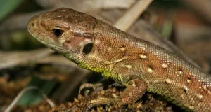 Echse in Nahaufnahme