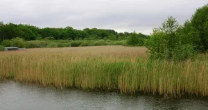 Das Foto zeigt einen Ausschnitt der Gewässerlandschaft der Elde mit großflächigem Schilfbestand und Auewäldern.