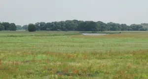 Das Foto zeigt die weitläufige Aue mit Grünland und Reste der Weichholzaue und Hartholzaue der Mulde bei Pouch.