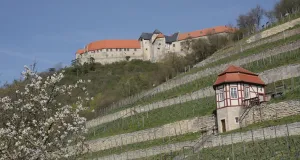 Auf dem Foto sind Weinhänge in steileren Lagen zu sehen, die durch helle Kalkstein-Trockenmauern gegliedert werden. Oberhalb des Weinberges thront die Burganlage Neuenburg.