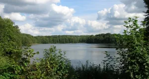 Das Foto zeigt den Amtssee der bis an seine Ufer mit Buchen- und Erlenbruchwäldern umgeben ist.