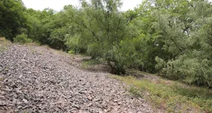 Zu sehen ist ein naturnaher Blockschuttwald. Offene und dunkle Gesteinsflächen wechseln sich mit Gehölzbeständen ab.