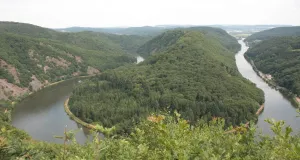 Zu sehen ist die imposante Saarschleife vom bekannten, etwa 180 Meter höher gelegenen Aussichtspunkt Cloef. An dieser Stelle macht die Saar einen 180 Grad Bogen. Die beidseitig des Flusses emporragenden Hänge sind bewaldet.