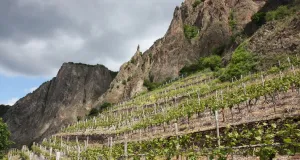 Zu sehen ist der Rotenfels, eine steile Felswand aus rötlichem Rhyolith. Das Bild ist unterhalb des Felsens aufgenommen, an dessen Fuß Weinstöcke wachsen.
