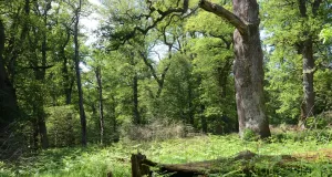 Zu sehen ist ein voluminöser Stamm einer alten, anmutend wirkenden Eiche in einem ehemals genutzten Hutewald. Im vorderen Bereich des Bildes liegt ein alter Baumstamm.