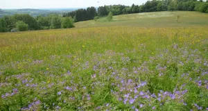 Eine blühende Bergmähwiese im Vogelsberg.